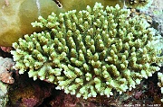 Acropora tenuis scle-Maldives Maamgili beyru-19m-20240426-da-DSC_7132_tn